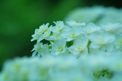 柏葉紫陽花