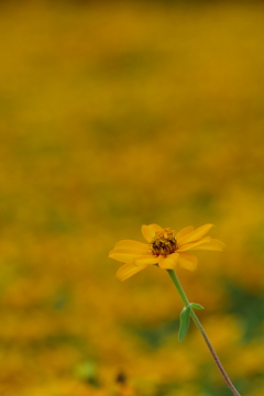 Zinnia