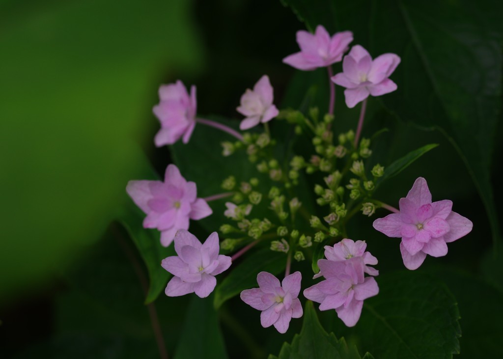 花火咲いたよ