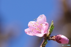 春を感じるⅠ