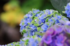 紫陽花