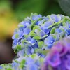 紫陽花