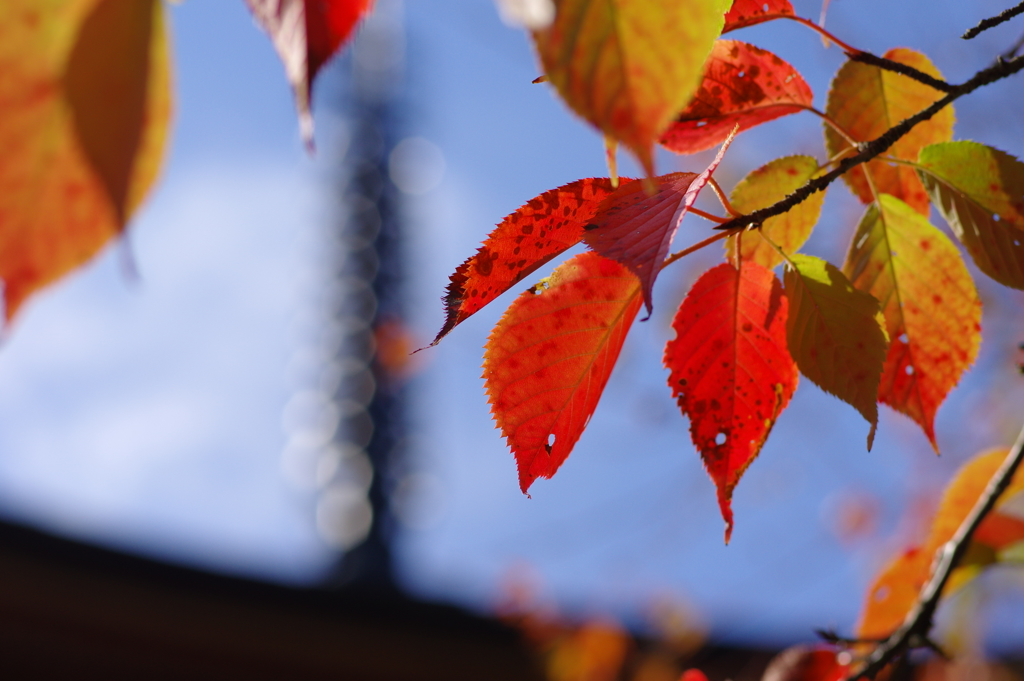 紅葉-4