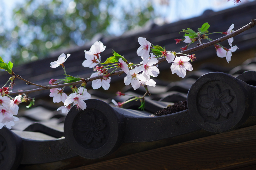 櫻宮神社の桜