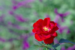 真紅の薔薇