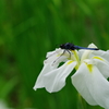 蜻蛉と花菖蒲