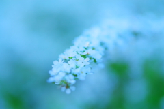 雪柳