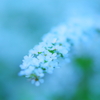 雪柳