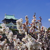 白梅と天守閣