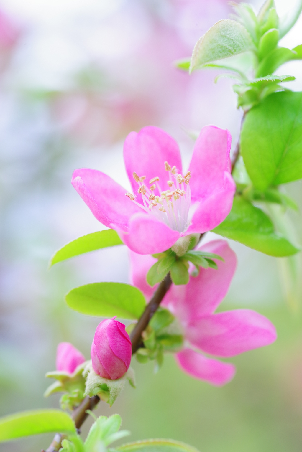 花梨