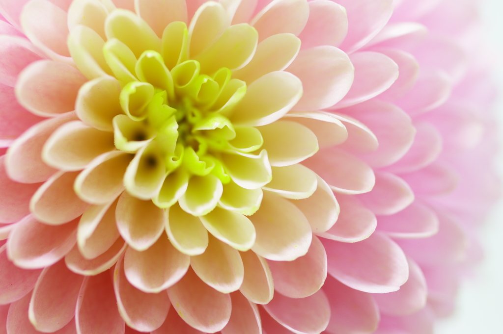 Pale Pink