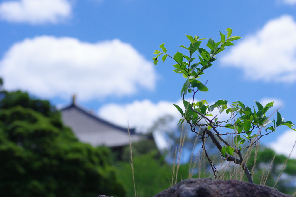 いつか大樹になるその日まで