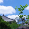 いつか大樹になるその日まで