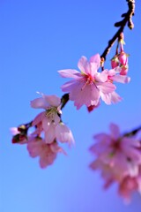 青空と十月桜