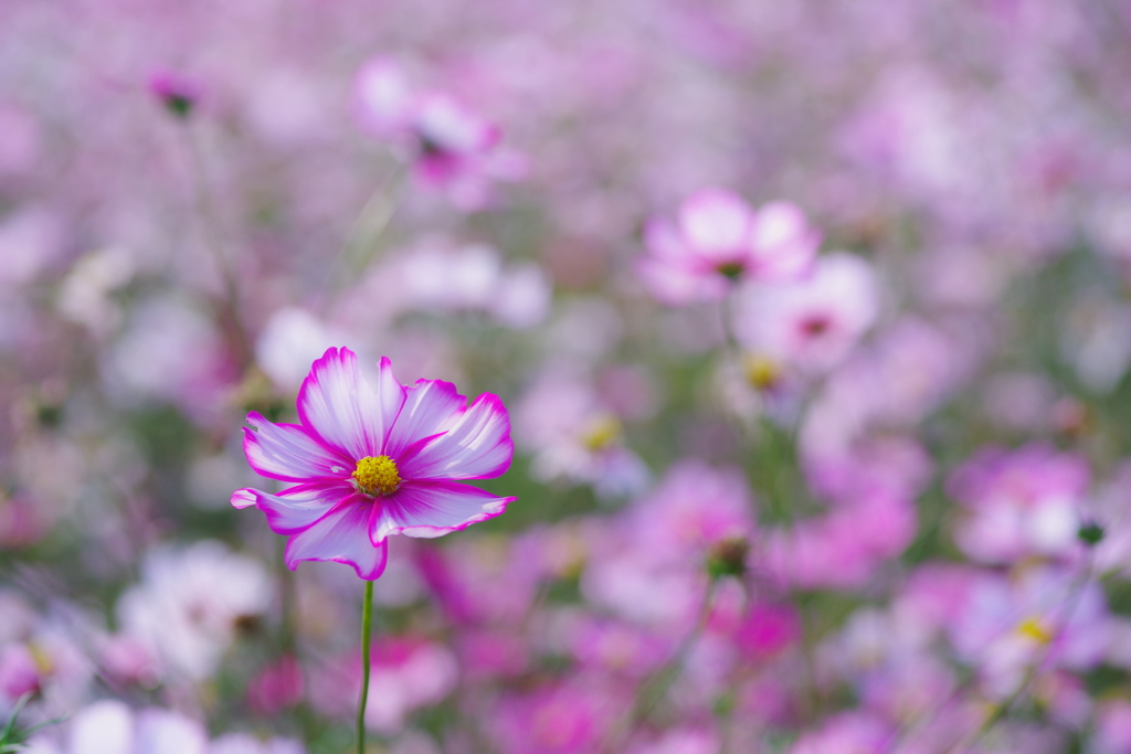 秋桜がいっぱい