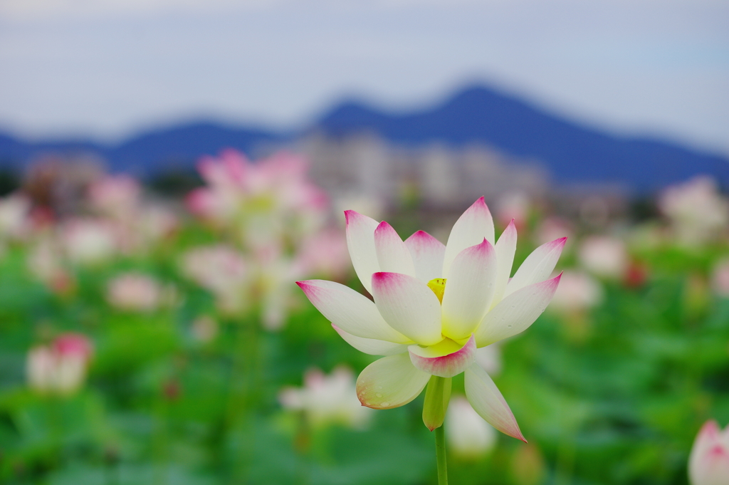 蓮