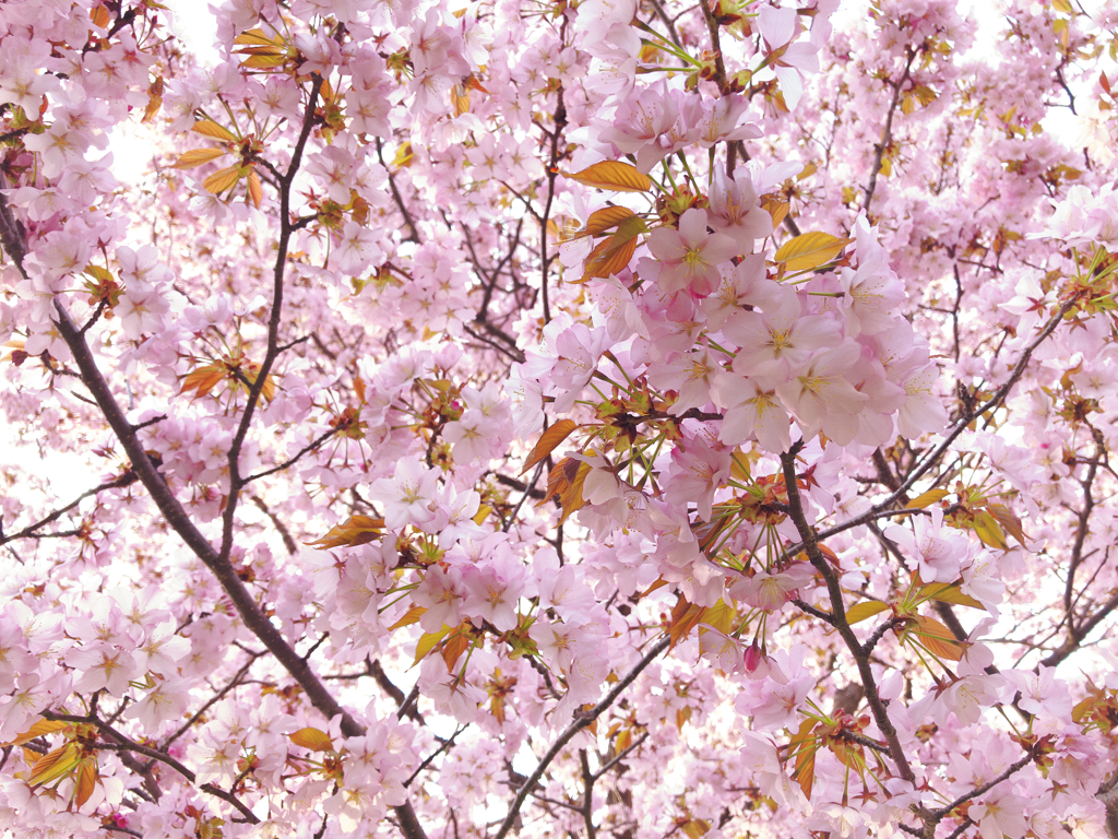蝦夷山桜