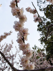 染井吉野桜