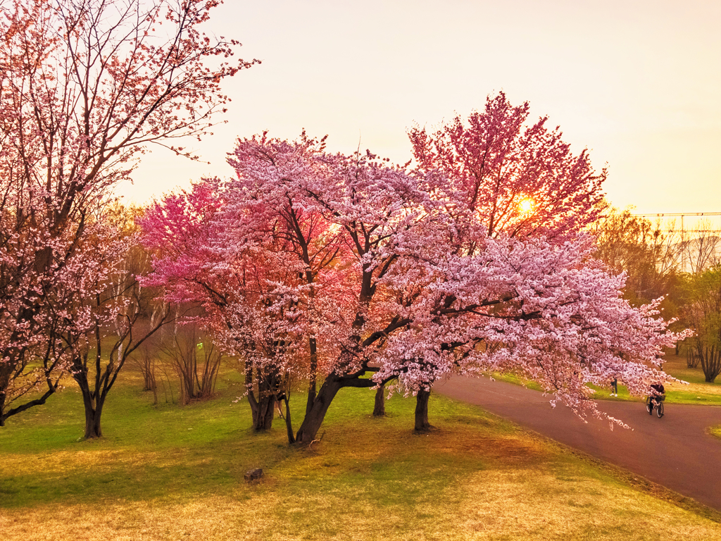 染井吉野桜と蝦夷山桜と蝦夷山桜