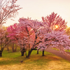 染井吉野桜と蝦夷山桜と蝦夷山桜