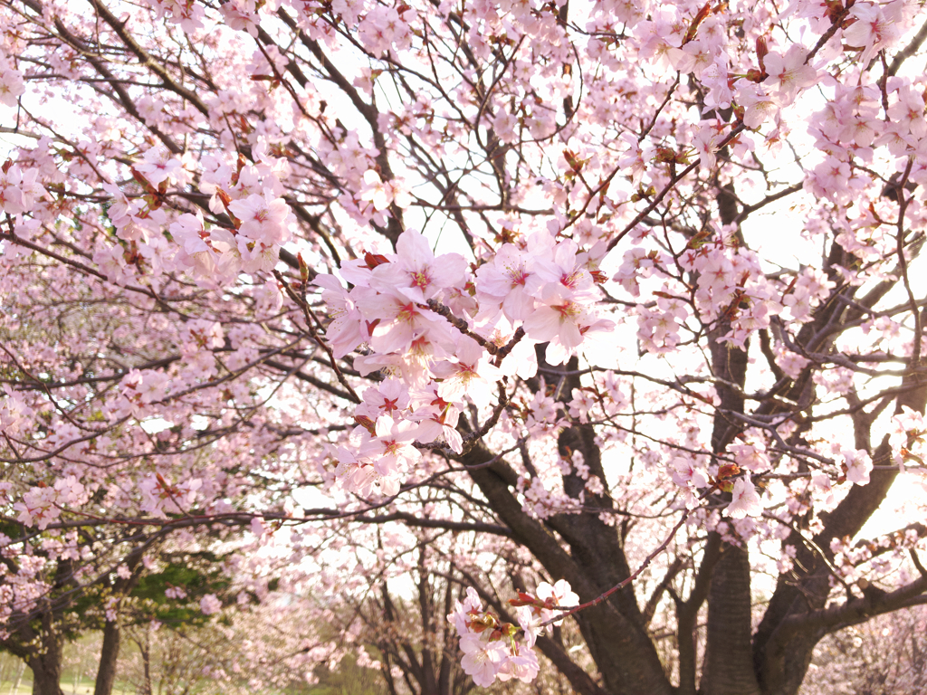 蝦夷山桜