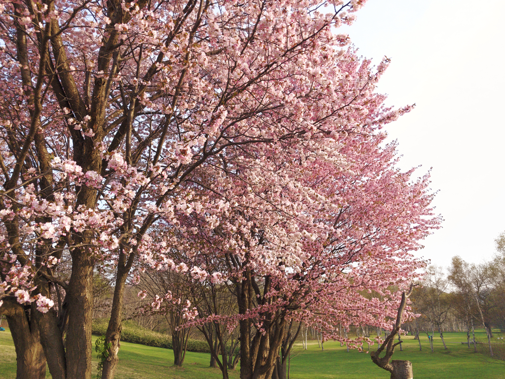 染井吉野桜と蝦夷山桜