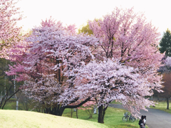 染井吉野桜と蝦夷山桜と夕陽