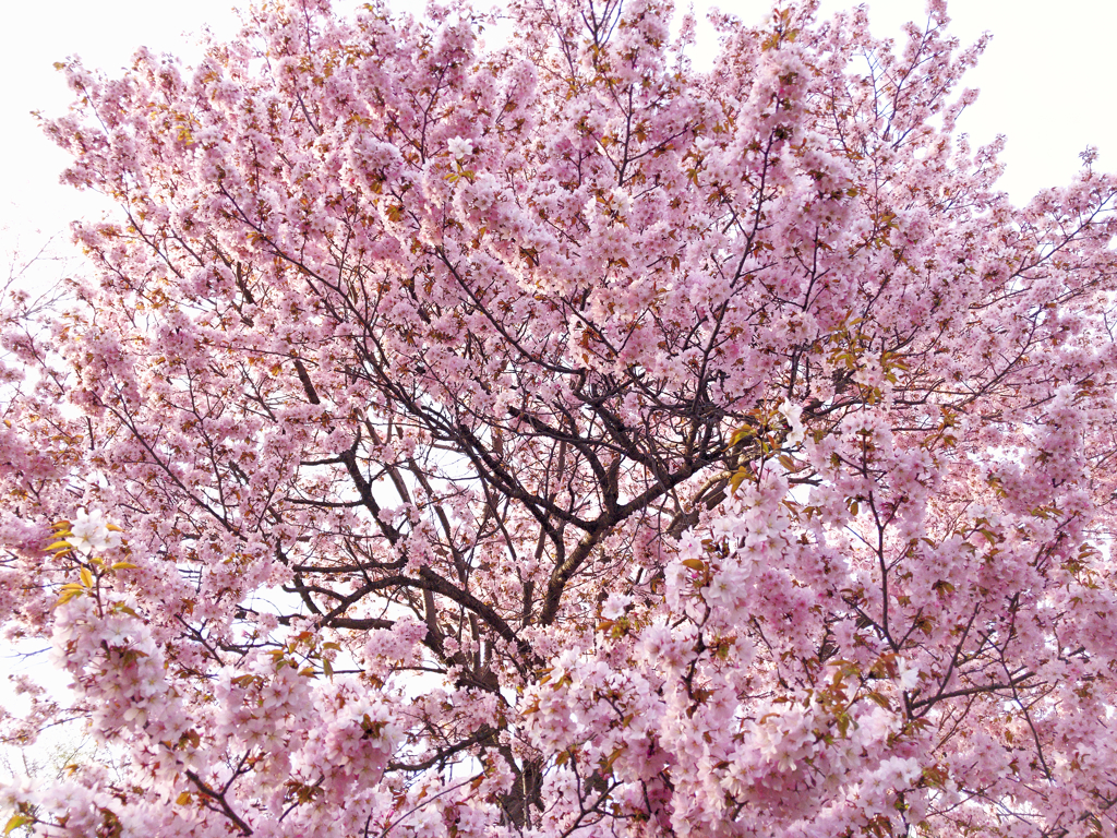 蝦夷山桜