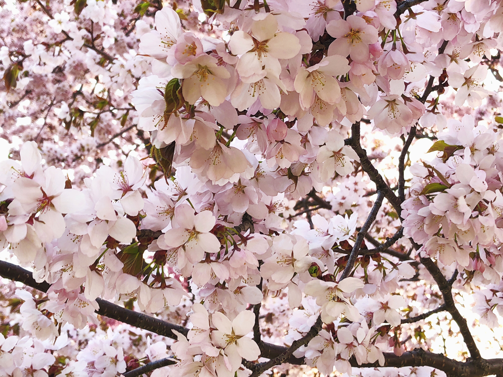 染井吉野桜