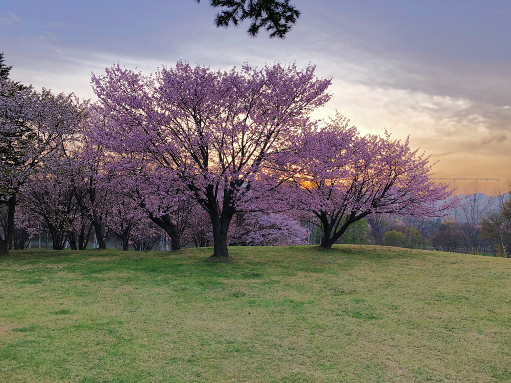染井吉野桜と蝦夷山桜と夕陽
