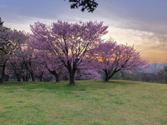 染井吉野桜と蝦夷山桜と夕陽