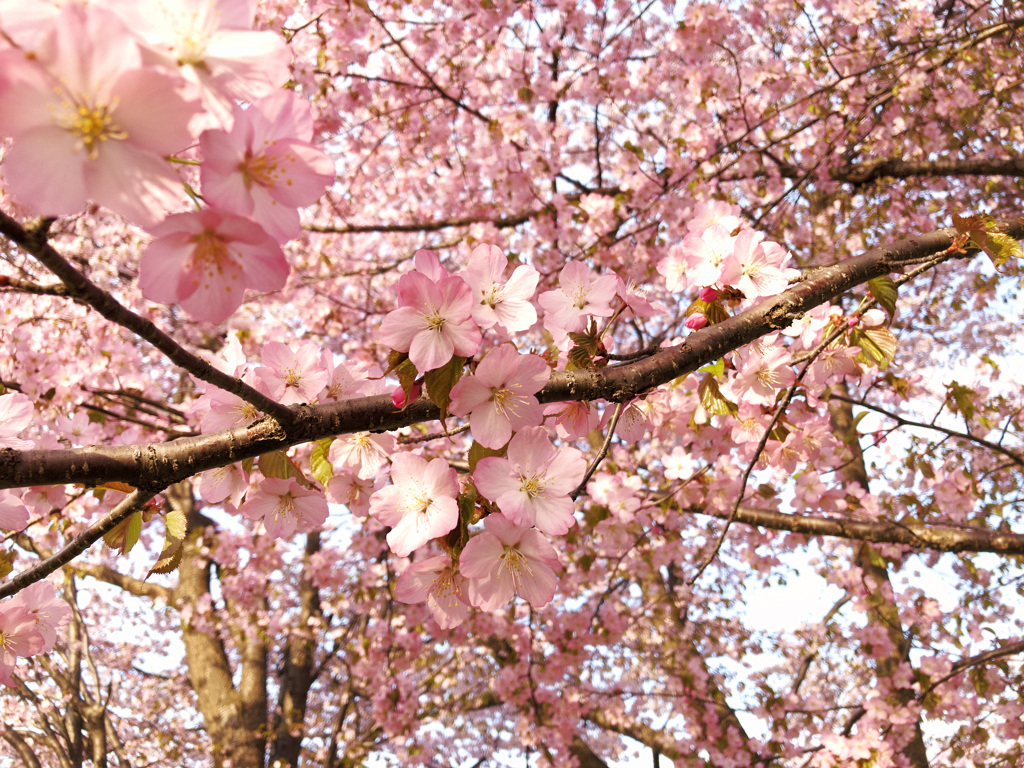 染井吉野桜