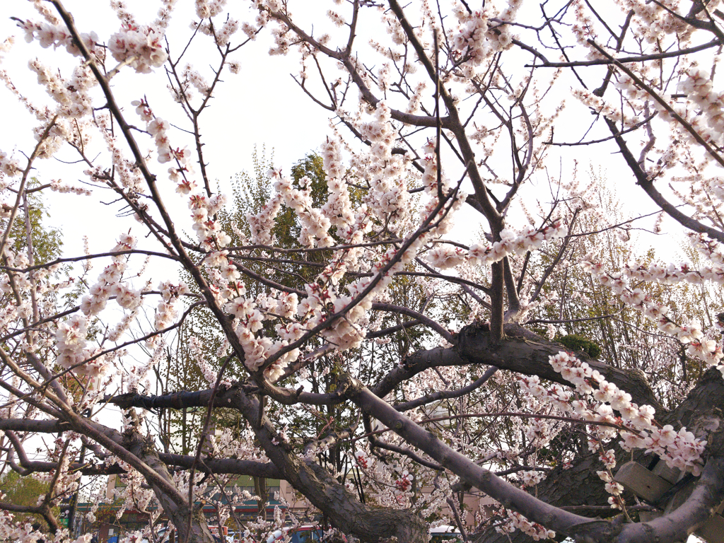 染井吉野桜