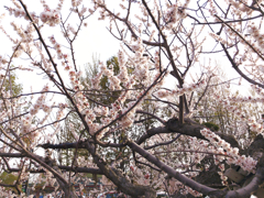 染井吉野桜