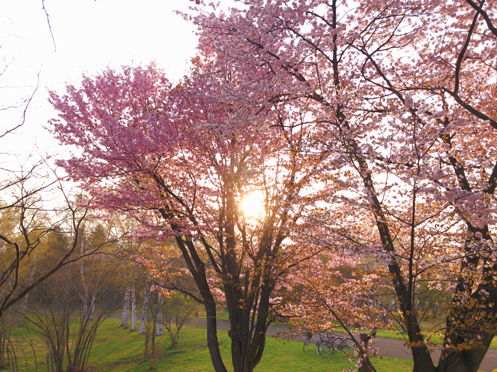 染井吉野桜と蝦夷山桜と夕陽