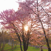 染井吉野桜と蝦夷山桜と夕陽