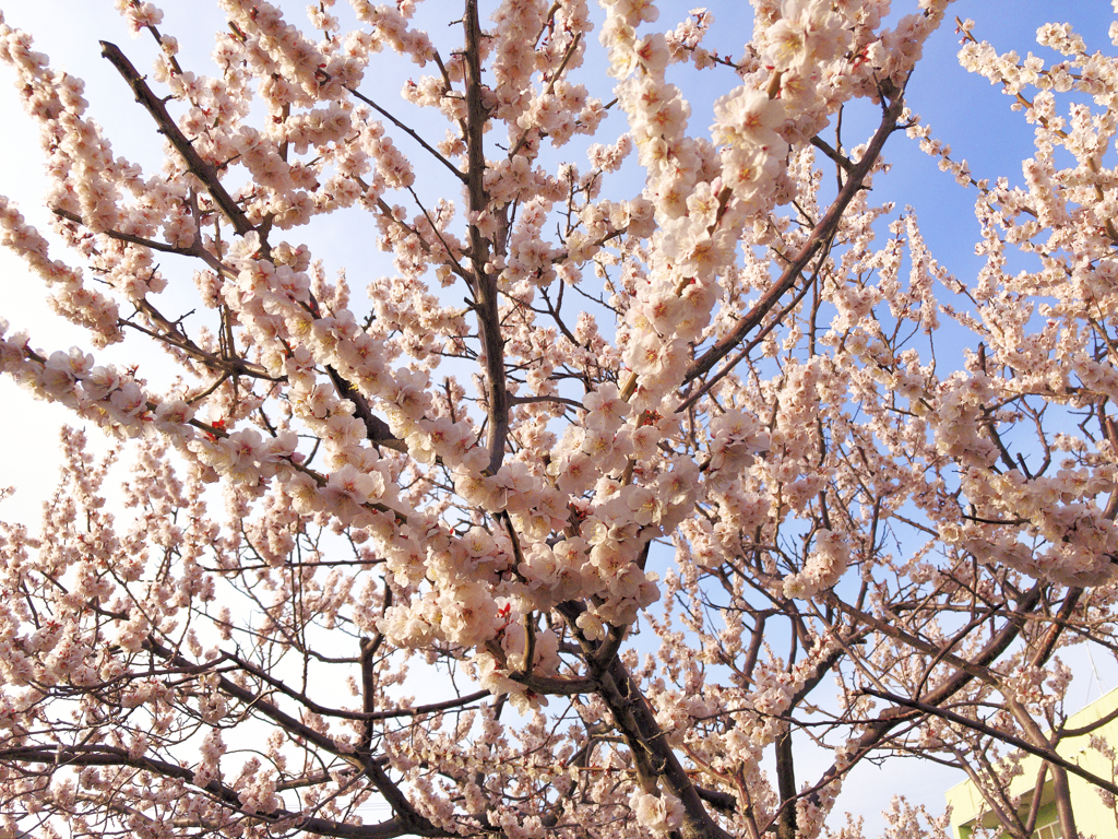 染井吉野桜