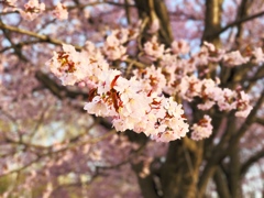 染井吉野桜