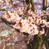 染井吉野桜