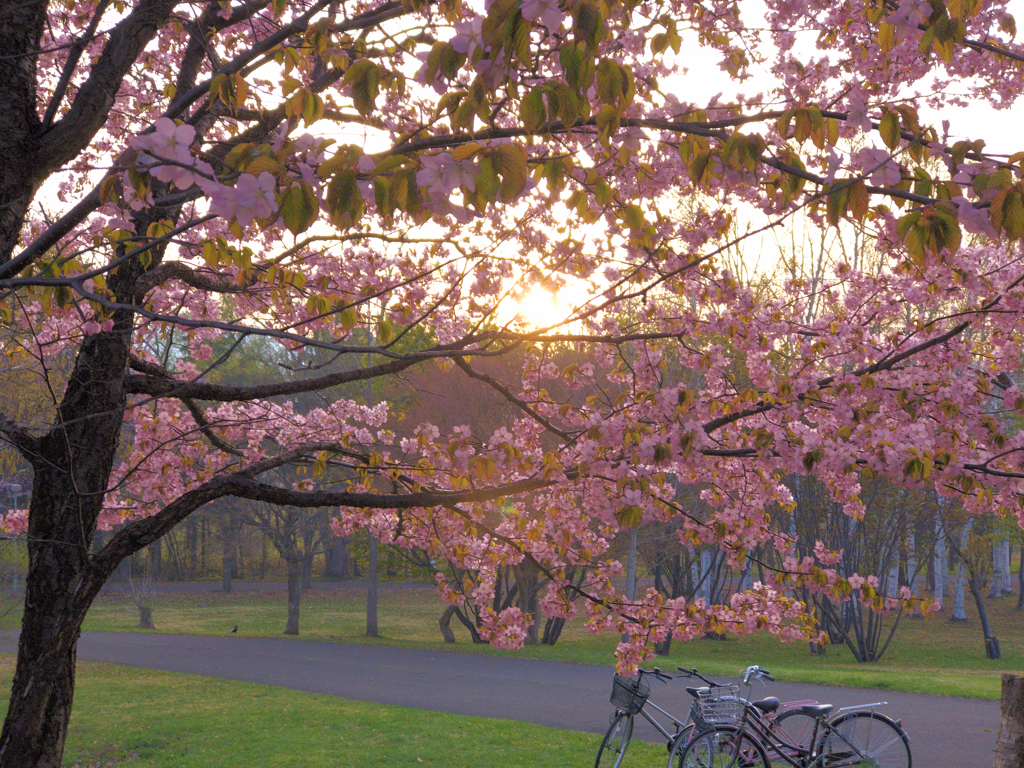 蝦夷山桜と夕陽