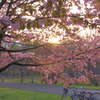蝦夷山桜と夕陽