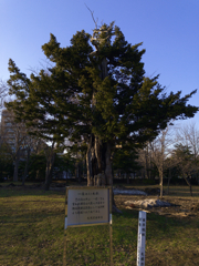 護国神社の御神木？