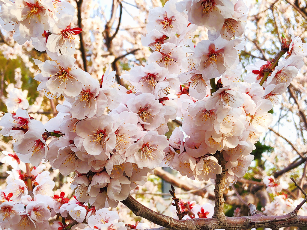 染井吉野桜