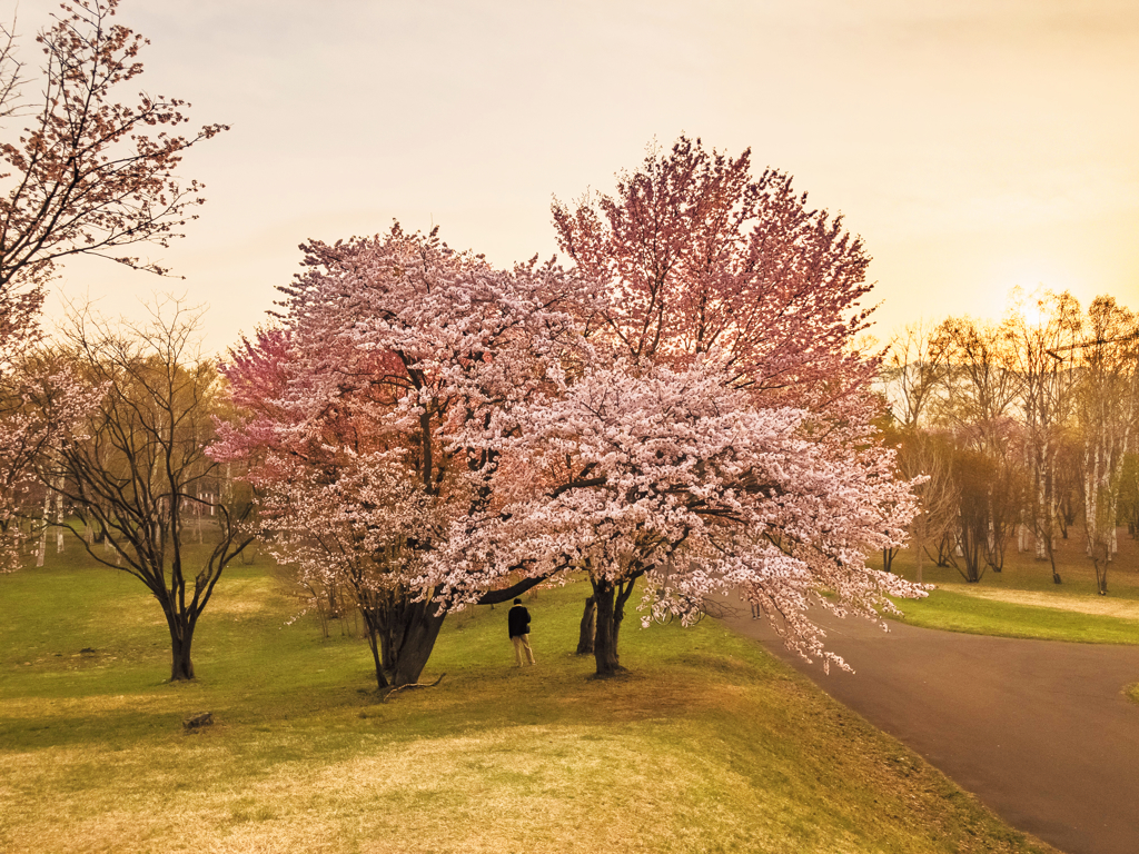 染井吉野桜と蝦夷山桜と夕陽