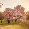 染井吉野桜と蝦夷山桜と夕陽