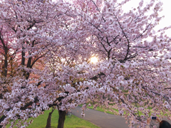 染井吉野桜と夕陽