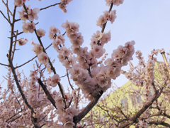 染井吉野桜