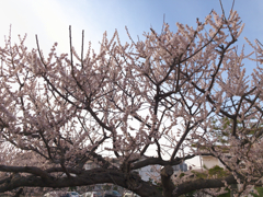 染井吉野桜