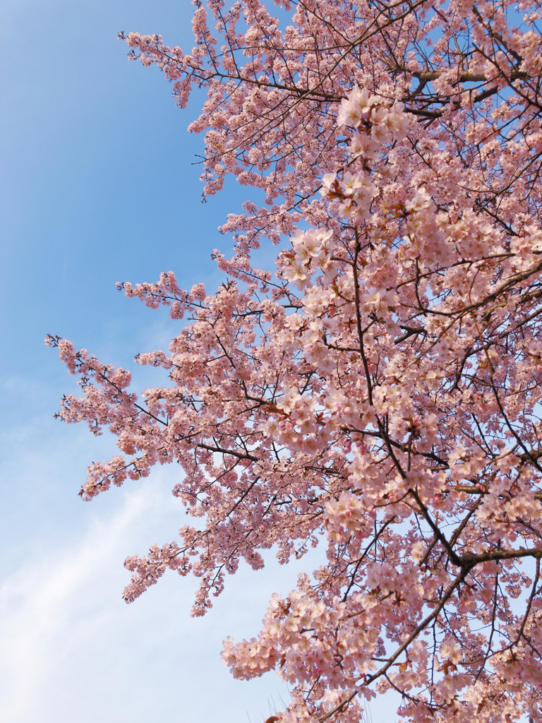 染井吉野桜