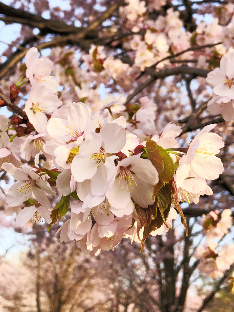 染井吉野桜